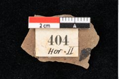 Foto (Detailansicht) von Smilax grandifolia Unger (NHMW-GEO-2024-0188-0404)